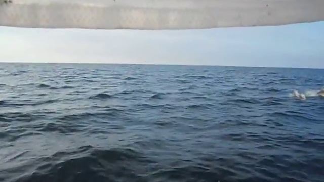 Яхта Амазонка в черном море и дельфины смотреть онлайн