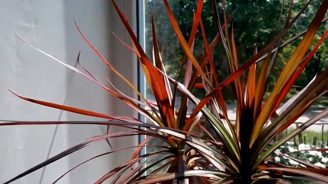 ЗИМНИЙ САД - красная драцена - голова дракона смотреть онлайн