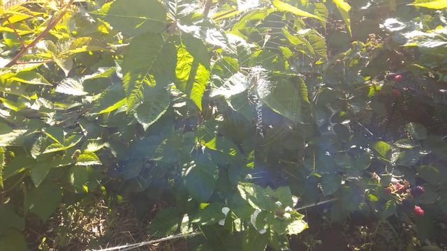 Паук оса на ежевике смотреть онлайн