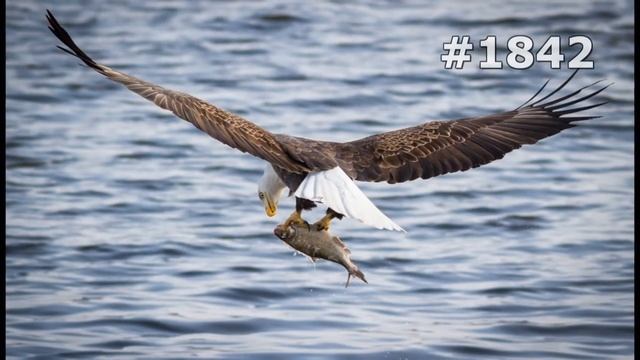 #1842. Птицы - хищники (В мире животных) смотреть онлайн
