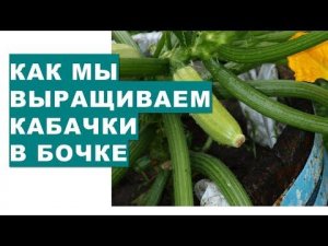 Как мы удачно выращиваем кабачки в бочках