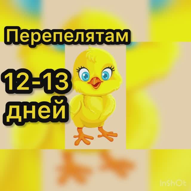 Перепелятам 12-13 дней