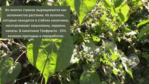 КАНАТНИК ТЕОФРАСТА СОРНЯК, НО ОЧЕНЬ ИНТЕРЕСНЫЙ!