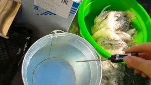 Перосъемная машина NT 600 WF  с подачей воды