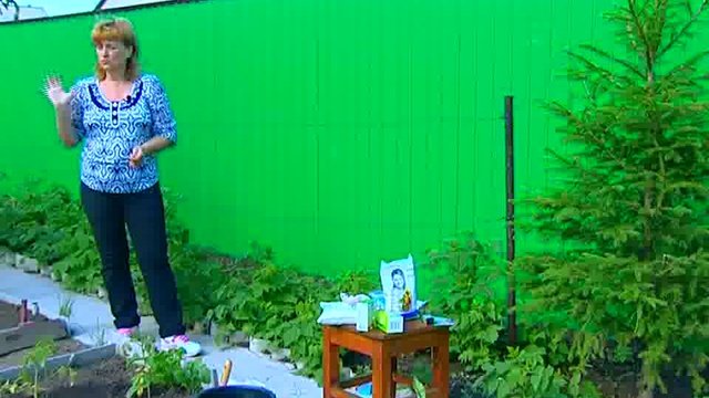 Дачники 