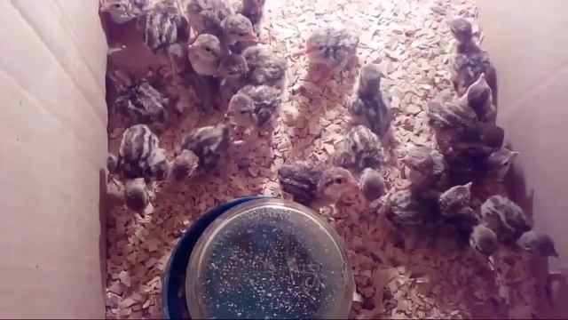 #1 #дневные #куропатки ?? смотреть онлайн