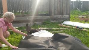 Теплица своими руками ?. #своимируками #дача #теплица