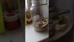 Уход за тирариумом солдатиков. Как содиржать их в домашних условиях