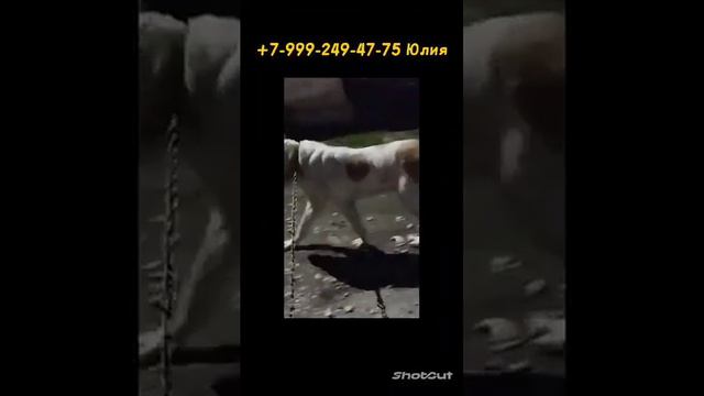 Москва-Питер❤Буйнак хочет быть домашним и любимым 🙌описание в комментариях 🤝+7 999 249-47-75 Юлия🤝 смотреть онлайн