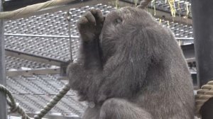 Mother gorilla shaking her face hard to the side. Genki ｜Momotaro family