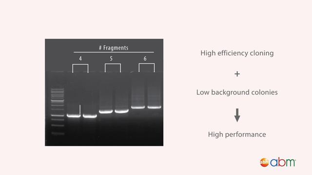One-Step Multi-fragment Cloning with the Pro Ligation-free Cloning Kit смотреть онлайн