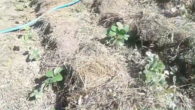 Моя клубника после плодоношения . Мой уход. смотреть онлайн