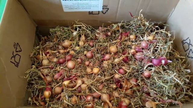 Лук-севок. Как сохранить до посадки. смотреть онлайн