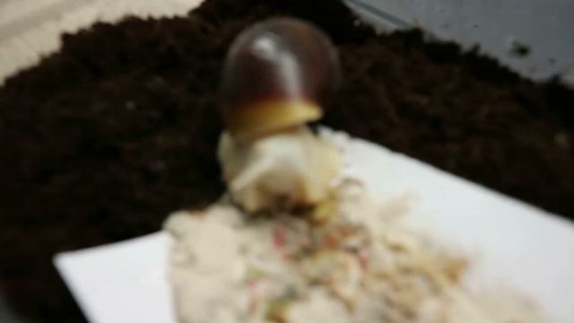 Новый линолеум / Болтаем / Улитка / Первый снег смотреть онлайн