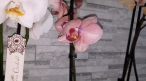 ОБЗОР ОРХИДЕЙ В МАГАЗИНАХ КРАСНОДАРА//ПОКУПКИ//