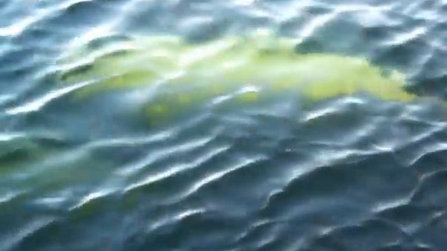 Любопытные белухи смотреть онлайн