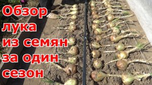 Обзор урожая лука из семян за один сезон. Когда убирать лук и как сушить, чтобы дольше хранился.
