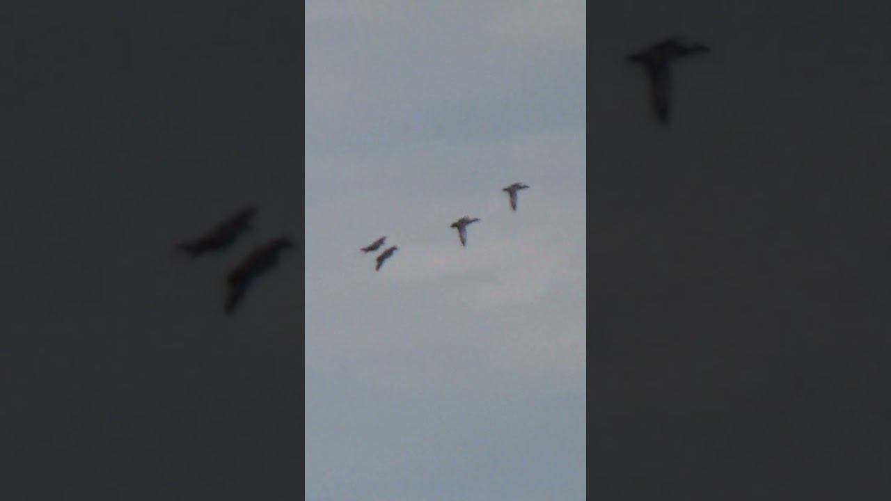 Весенняя охота 2024г. скоро.#охотаназайца #hunting #охотанауток