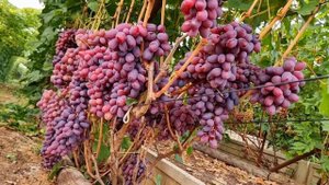 виноград Урум