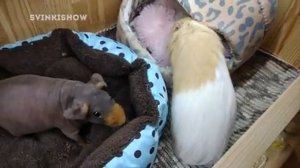 ОЧЕНЬ ГРЯЗНЫЙ ВИДОС. Морские Свинки Требуют Второй Дом / SvinkiShow