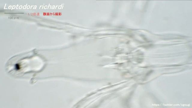 ノロミジンコ(Leptodora richardi) смотреть онлайн