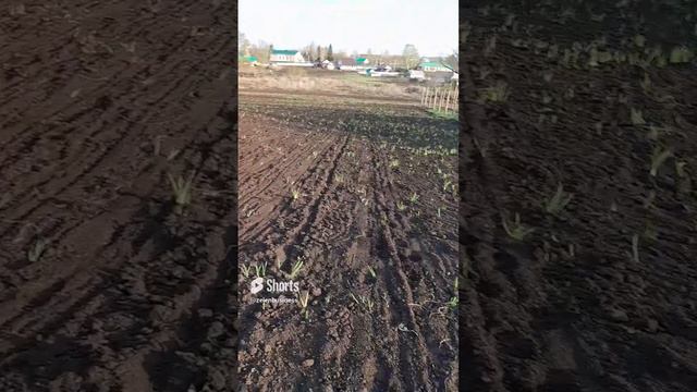 Сею укроп на продажу новой сеялкой #сад #огород #дача #garden #еда