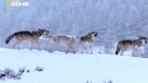 22 Охота на диких зверей № 3 Hunting for wild animals