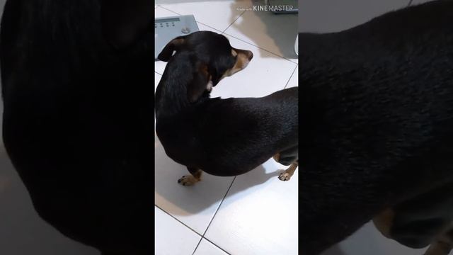 Собаки. Смешные собаки. Fanny dogs. Dog смотреть онлайн