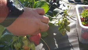 Клубника СИРИЯ.