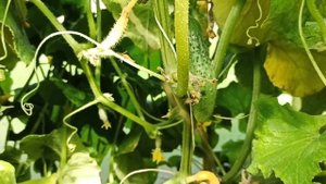 Солнечная электростанция без аккумулятора!!!