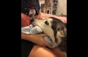  Хаски впервые видит младенца