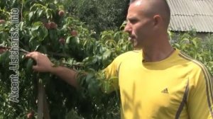 Сам себе агроном Дегустация персиков