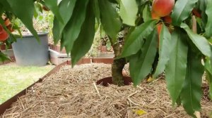 Карликовые персики. Контейнерное садоводство в России Small Gardens