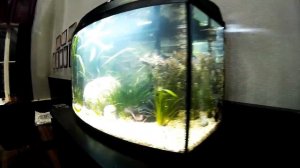 Аренда аквариума Aquael Aqua4Home 80 для съемок в телесериале