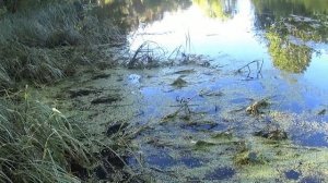 Нерест речного карася.