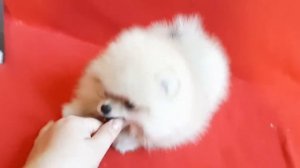 Веселые игры со щенком померанского шпица!Маленькая девочка 2,5 мес мини шпиц!