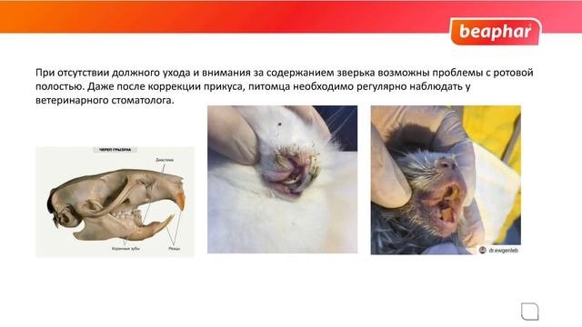 Самые распространённые болезни птиц и грызунов Виды, опасность для человек, профилактика, лечение