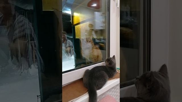 Эй, кто нибудь домы? Милые котики ?