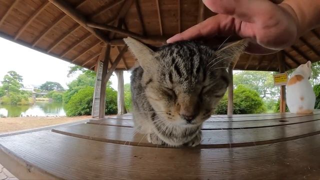 Кошка доверяет людям и знакомит со многими другими кошками