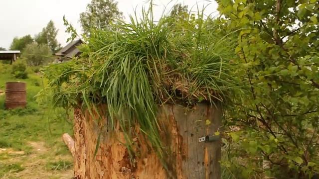 Колода для пчел своими руками. смотреть онлайн