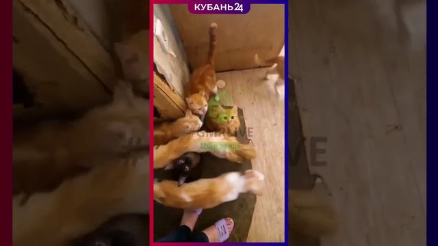 50 кошек держит в квартире жительница Краснодара
