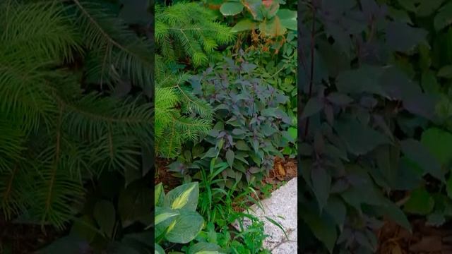 Эвпаториум (Посконник) смотреть онлайн