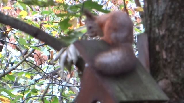 Белка в скворечнике в Москве смотреть онлайн