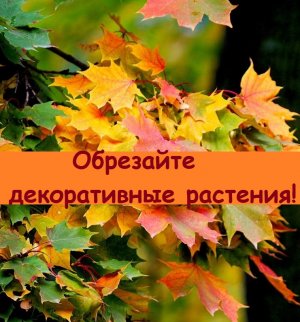 Чтобы деревья на участке были красивыми, их постоянно нужно обрезать, особенно декоративные посадки