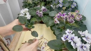 Как избежать проблем укоренения фиалки на фитильном поливе?