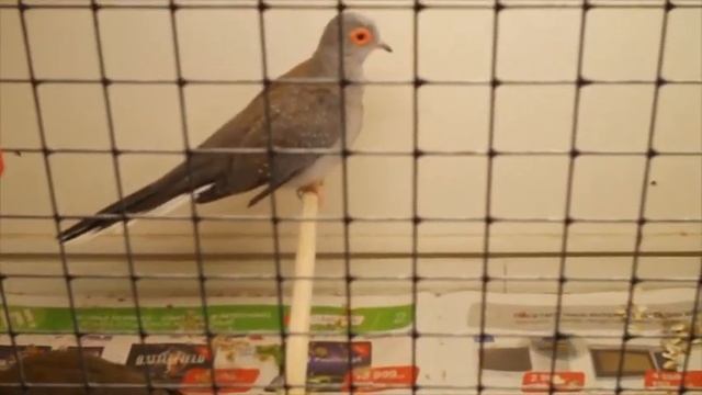 Бриллиантовая горлица - не шумная, спокойная птичка, которую можно держать дома смотреть онлайн