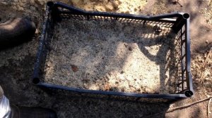 ? Как вырастить кизил из косточки от и до | Cтратификация. Посев. Сеянцы.