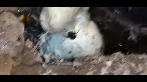 Стеатода или Ложная чёрная вдова ! ( часть 2 )