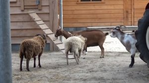 Поехал отдыхать в Бельгию в город De Haan на северное море.