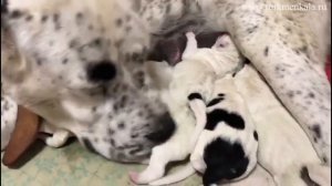 Щенки алабая: первые часы жизни.